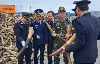 Cận cảnh vụ bắt giữ gần 130 kg ngà voi do Hải quan Hải Phòng thực hiện