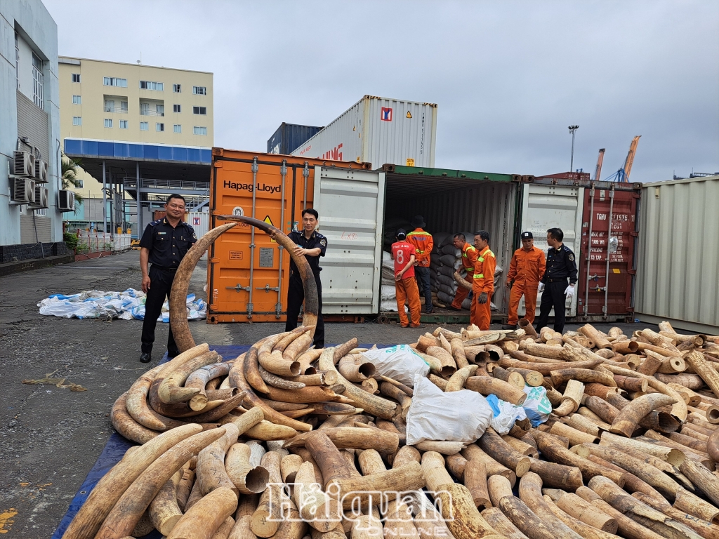 Hải quan Hải Phòng bắt giữ khoảng 7 tấn ngà voi nhập lậu, lớn nhất từ trước đến nay