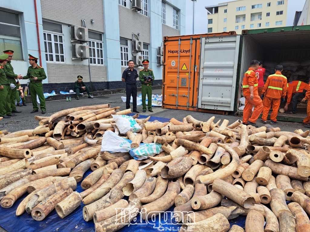 Hình ảnh vụ bắt giữ khoảng 7 tấn ngà voi nhập lậu tại cảng Hải Phòng