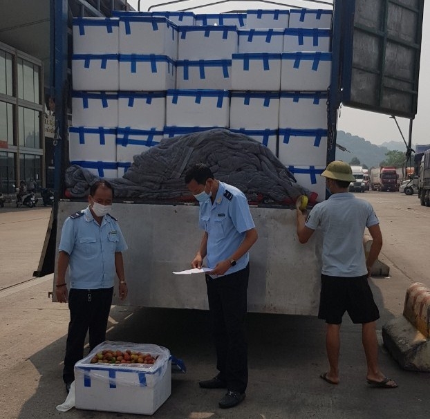 Lào Cai: Thông quan hơn 17.000 tấn quả đặc sản của Bắc Giang, Hải Dương