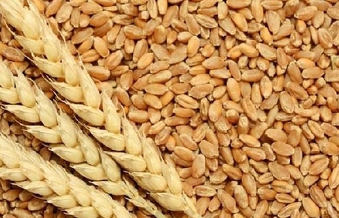 Giá lúa mì nhập khẩu tăng 35%