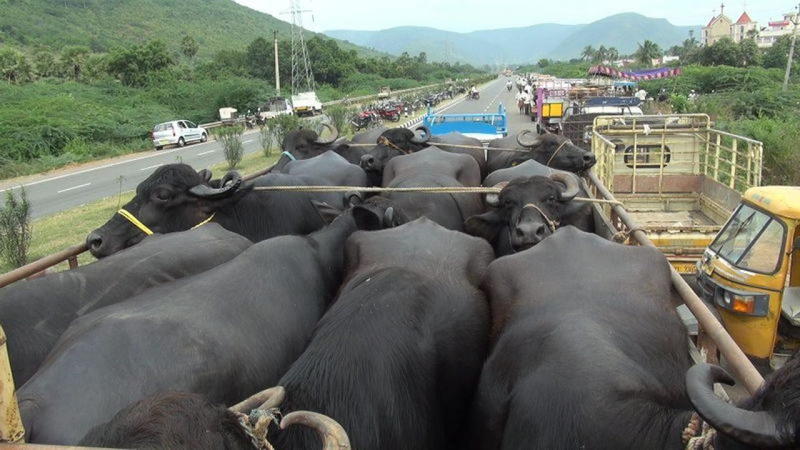 Tăng cường chống buôn lậu trâu bò, thủy sản