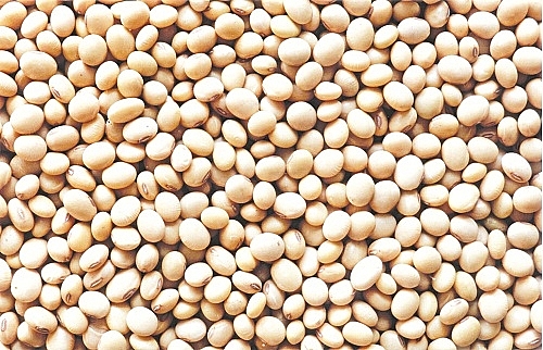 Kim ngạch nhập khẩu đậu tương từ Brazil tăng 73%