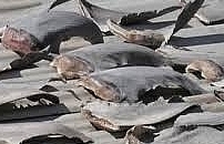 Bắt lượng lớn vây cá mập và da cá nhám quý hiếm tại cảng Lạch Huyện, Hải Phòng