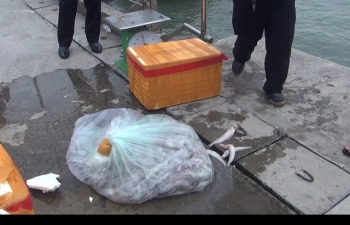 Tiêu hủy gần 4 tấn cá khoai nhập lậu từ Trung Quốc