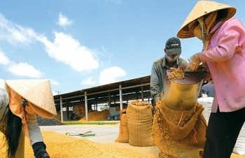 Dự báo giá gạo Thái tăng cao, cơ hội lớn cho gạo Việt