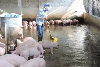 Thủ tướng yêu cầu Bộ Công an điều tra vụ nhiễm sán lợn tại Bắc Ninh