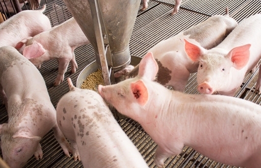 Nhập khẩu thịt lợn tăng hơn 100%, hộ chăn nuôi “méo mặt”