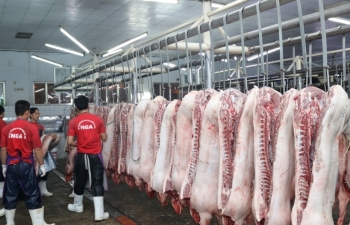 Giá lợn hơi tăng nhanh, khả năng lên tới hơn 60.000 đồng/kg