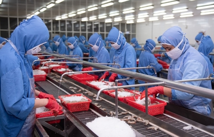 CPTPP vẫn là khối thị trường xuất khẩu hàng đầu của tôm Việt