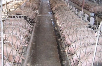 Đàn lợn tại các địa phương giảm "chóng mặt", cả nước tiêu hủy 5,6 triệu con