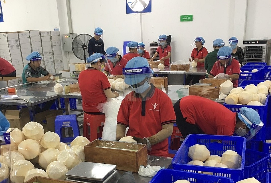 Sơ chế dừa tươi xuất khẩu tại Công ty Vina T&T. Ảnh: DN cung cấp