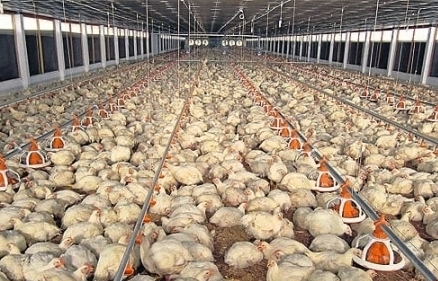 Giá gà rẻ hơn rau, người nuôi đốt bỏ hàng triệu con gà giống