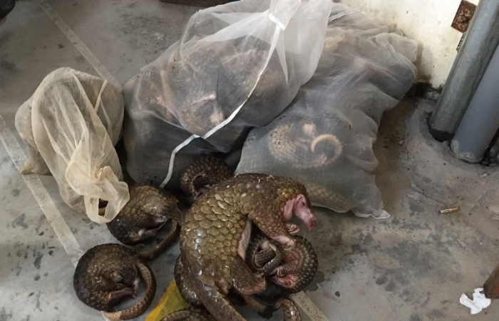 Việt Nam đạt được những bước tiến lớn trong xử lý tội phạm về động vật hoang dã