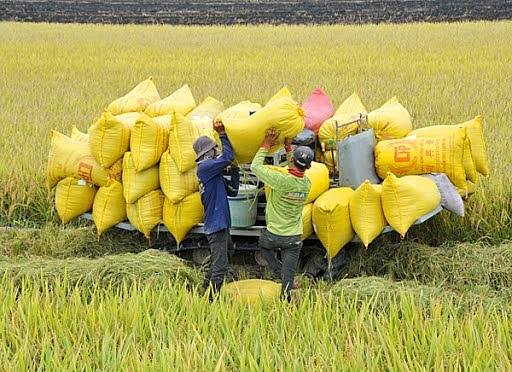 Các tỉnh Nam bộ đang vào vụ thu hoạch lúa Hè Thu. Ảnh: ST