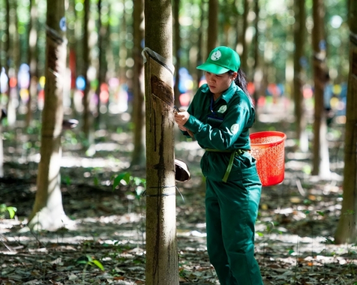 Nâng cao nhận thức về phát triển bền vững cho các nhà sản xuất cao su thiên nhiên Việt Nam