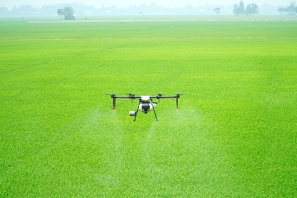 Sử dụng drone trong canh tác lúa tại Công ty VFC. Ảnh: TL