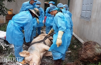 Đồng Nai thiệt hại 1.629 tỷ đồng do dịch tả lợn châu Phi