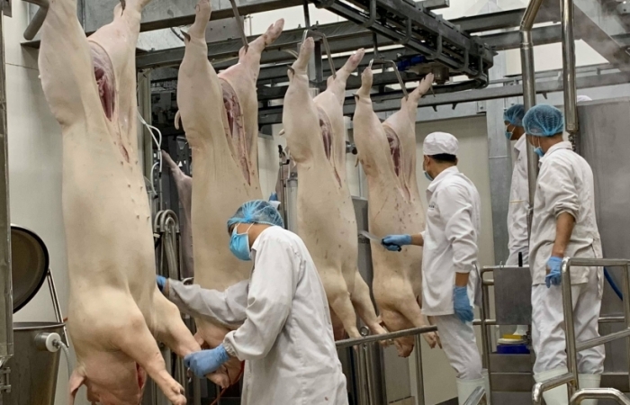 Giá lợn hơi giảm mạnh xuống mức thấp nhất 1 năm qua