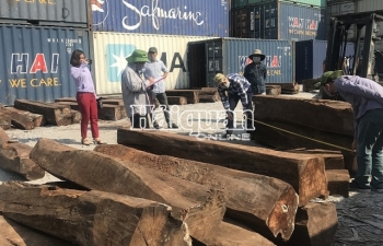 Hình ảnh bắt giữ 50 container gỗ quý