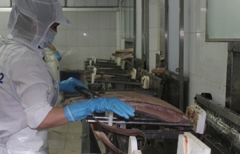 Xuất khẩu cá ngừ sang Mỹ tăng hơn 60%