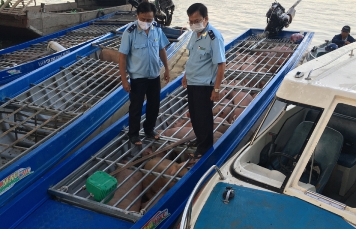 Hải quan Đồng Tháp bắt giữ 3 xuồng máy chở đầy lợn lậu