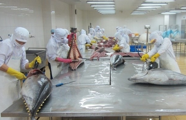 Xuất khẩu tăng cao, Việt Nam trở thành nguồn cung cá ngừ lớn nhất cho Đan Mạch