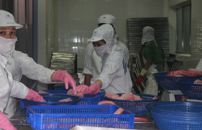 Xuất khẩu cá ngừ sang Israel tăng phi mã