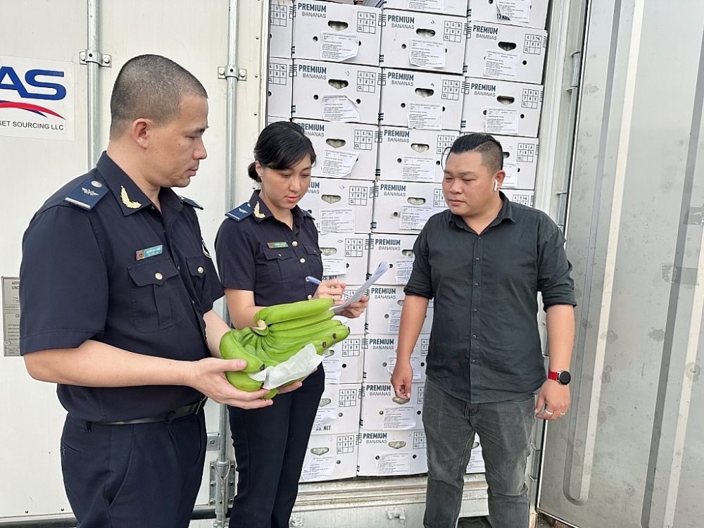 Hải quan TPHCM công chức hải quan cảng sài Gòn KV1 làm thủ tục xuất khẩu chuối cho DN vào cuối tháng 12/2022. Ảnh: T.H