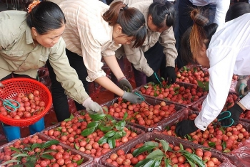 Trái cây Việt liên tục bước chân vào thị trường “khó tính”