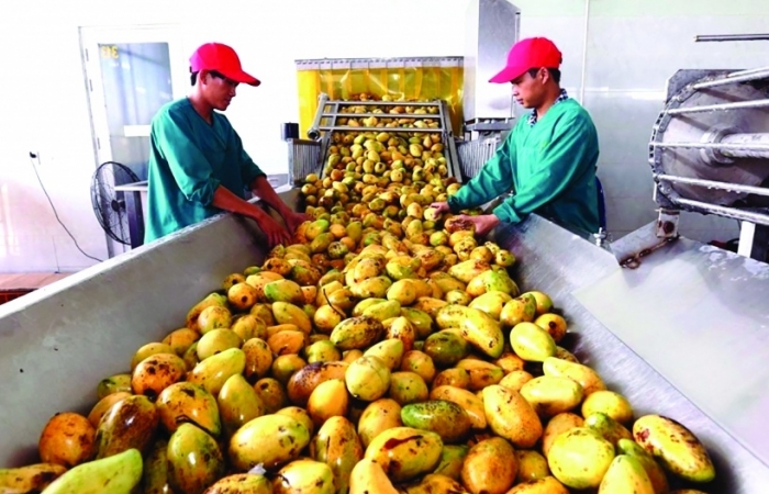 Trung Quốc chiếm 65,3% tổng kim ngạch xuất khẩu hàng rau quả