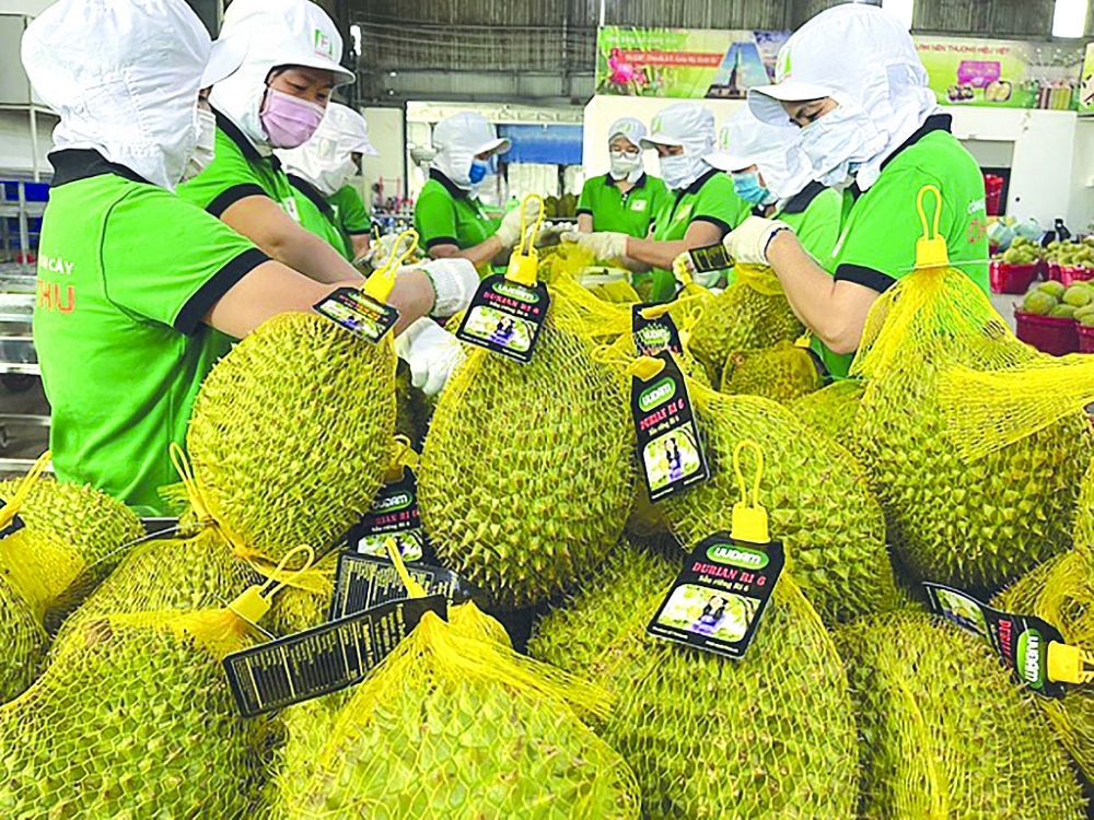 Sầu riêng là loại trái cây có giá trị xuất khẩu và năng lực cạnh tranh cao tại thị trường Trung Quốc.	 Ảnh: ST