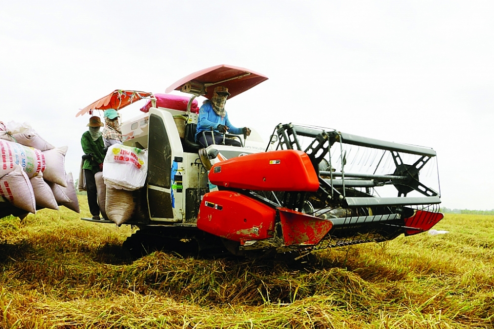 Gạo Việt đang chiếm thị phần đáng kể tại nhiều nước khu vực ASEAN. 	Ảnh: N. Thanh