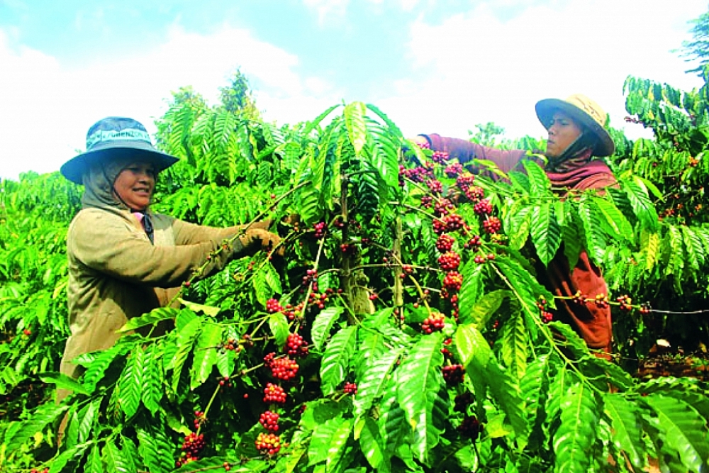 Trung Quốc là thị trường tiềm năng cho nhiều mặt hàng nông sản của Việt Nam, trong đó tiềm năng NK cà phê Việt Nam còn rất lớn.	Ảnh: ST