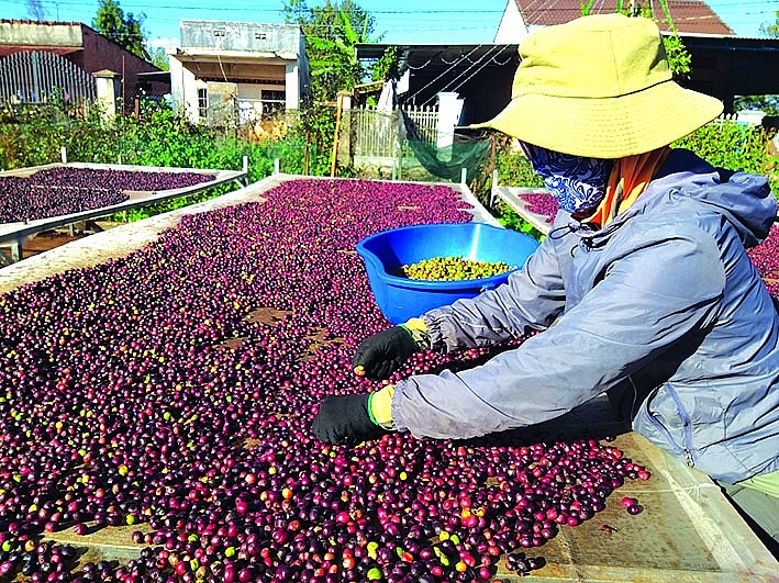 Cà phê là một trong những mặt hàng nông sản xuất khẩu có mức tăng khá (2,5%) trong 4 tháng đầu năm.  Ảnh: N.Thanh