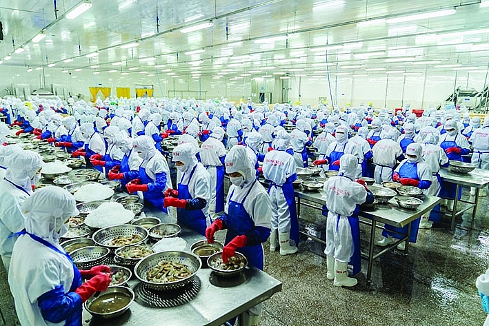 Công ty TNHH Thông Thuận sản xuất tôm chuẩn bị cho các đơn hàng xuất khẩu cuối năm 2023. 	Ảnh: T.T