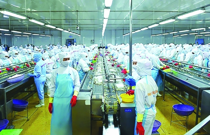 Australia là thị trường nhập khẩu tôm lớn thứ hai của Việt Nam trong khối CPTPP