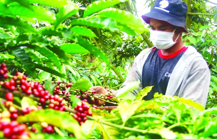 Xuất khẩu cà phê bật tăng trong tháng 2