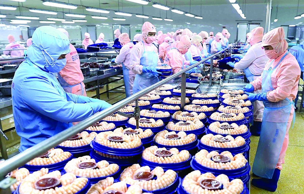 Chế biến tôm xuất khẩu tại nhà máy của Tập đoàn Minh Phú Seafood Corp tại Khu công nghiệp Nam Sông Hậu (Hậu Giang). 	Ảnh: TTXVN