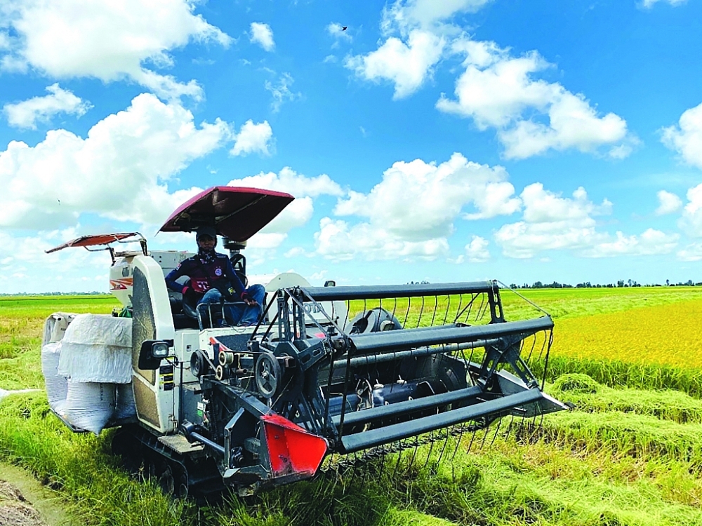 Từ nay đến năm 2030, Việt Nam có thể chuyển đổi từ đất nông nghiệp sang đất công nghiệp hay chuyển đổi sang các cây trồng khác khoảng 400.000 ha.	Ảnh: N. Thanh