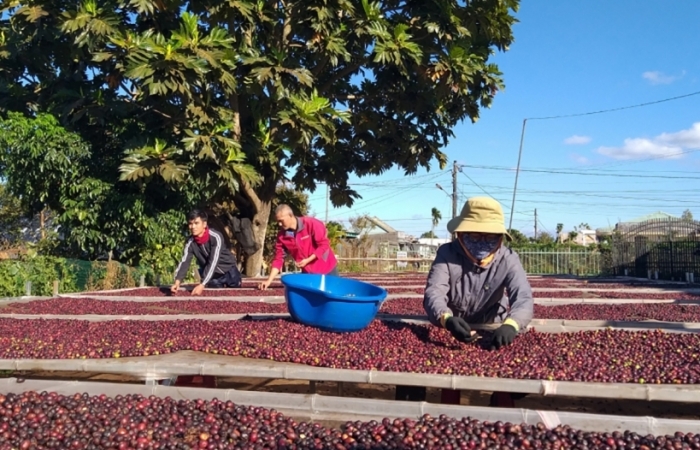 Xuất khẩu cà phê vào châu Phi: Hấp dẫn nhưng đầy thách thức