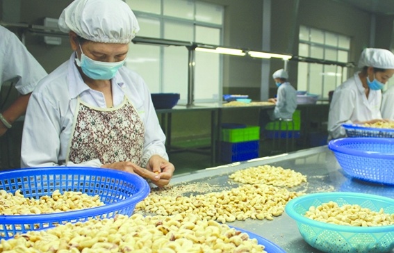 Nông sản Campuchia "đổ bộ" thị trường Việt Nam