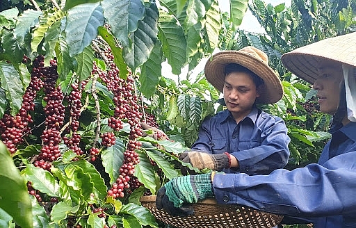 Hiện tỷ trọng xuất khẩu cà phê rang xay, cà phê hòa tan của Việt Nam đã tăng lên mức 12% tổng kim ngạch xuất khẩu cà phê.	Ảnh: ST