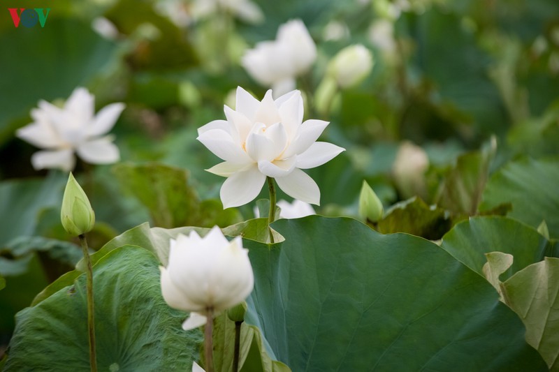 ngan ngo truoc ve dep cua dam sen trang tai ha noi