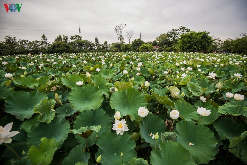 ngan ngo truoc ve dep cua dam sen trang tai ha noi