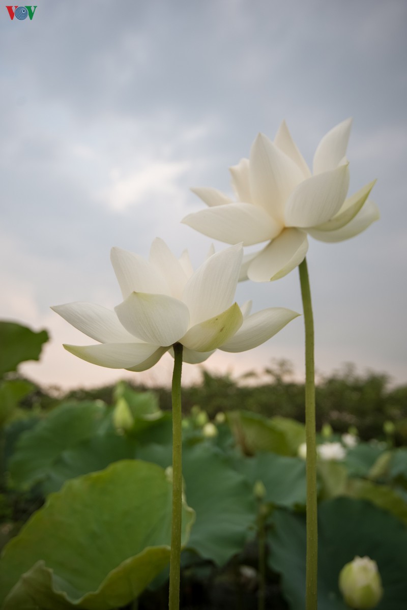 ngan ngo truoc ve dep cua dam sen trang tai ha noi