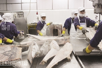 Phân bổ hạn ngạch 11.500 tấn cá ngừ xuất châu Âu