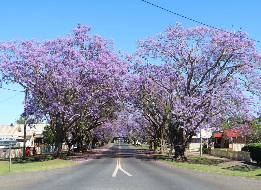 Australia: Rực rỡ mùa hoa phượng tím tại thị trấn Grafton