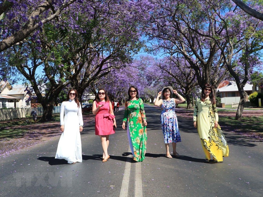 Australia: Rực rỡ mùa hoa phượng tím tại thị trấn Grafton
