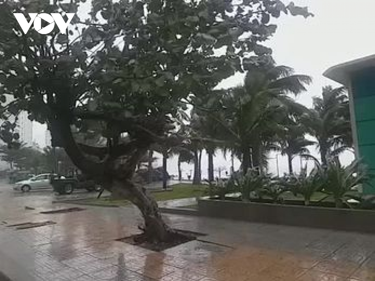 Bão số 12 đổ bộ vào Khánh Hòa, Phú Yên gây mưa lớn, nhiều cây xanh gãy đổ